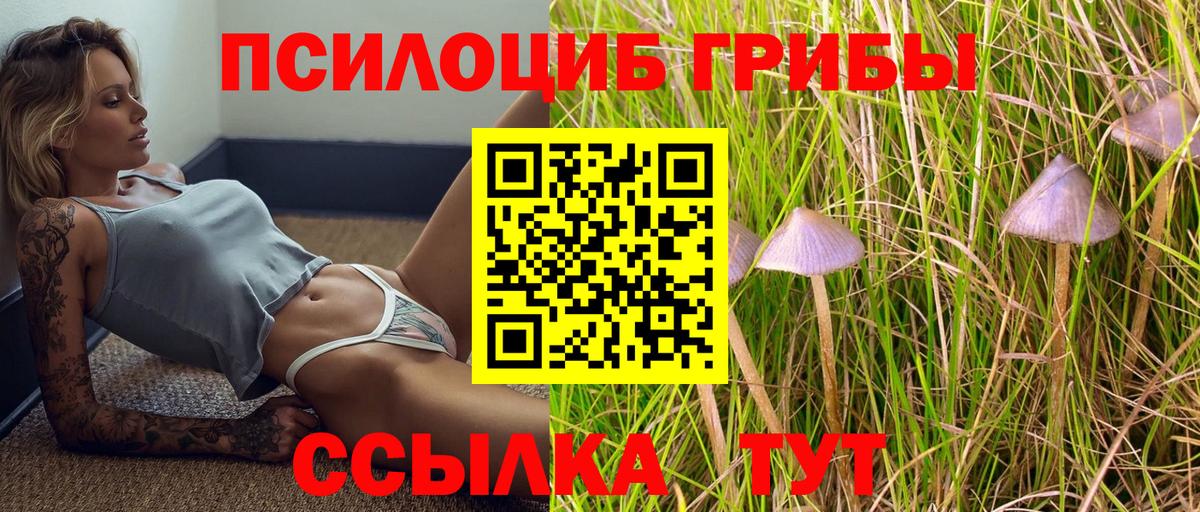 Псилоцибиновые грибы Psilocybe Чебоксары